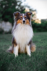 Cute tricolor sheltie dog is sitting on the green grass outside. Shetland sheepdog 