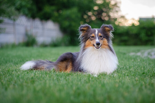 Cute tricolor sheltie dog is lying on the green grass outside. Shetland sheepdog is showing teeth