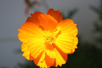 Orange flower in the garen 