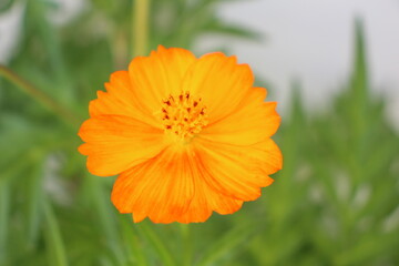 Orange flower in the garen 