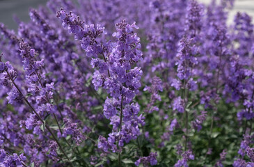 Fototapeta premium Close-up of purple flowers sage (Salvia nemorosa). Blue Salvia (salvia farinacea) flowering ornamental plants in the garden.