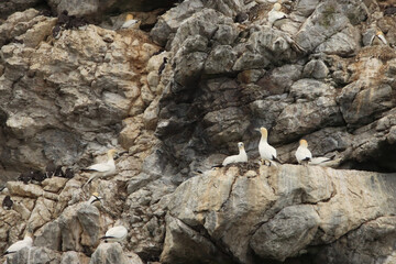 Fototapeta premium Gannets Nesting