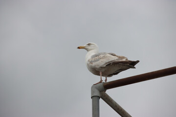 Herring Gull