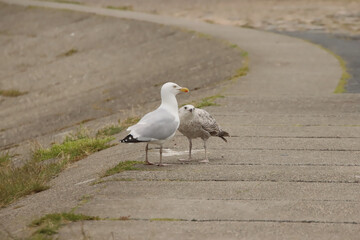 Herring Gull Adult and Juvenile