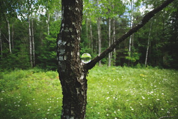 The reflection of a forest in a glass lens ball.