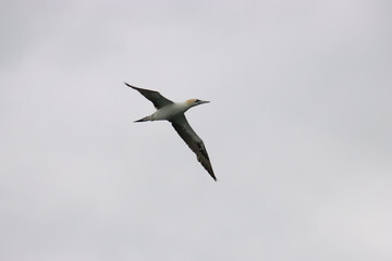 Soaring Gannet
