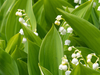 Obraz premium White flowers of lilies of the valley among green leaves Close-up. Lily of the valley (Convallaria majalis) white flowers. Spring blossom. Natural green foliage background