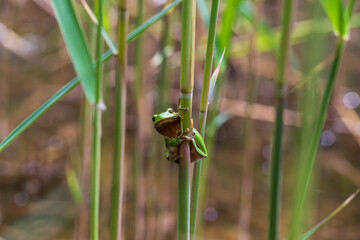 Hyla arborea - Green tree frog on a stalk. The background is green. The photo has a nice bokeh. Wild photo