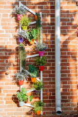 Flowers grow in pots on the wall, decoration of the exterior wall design of the building, outdoor plants, decor of the house territory, gutter pipe, colored flower pots