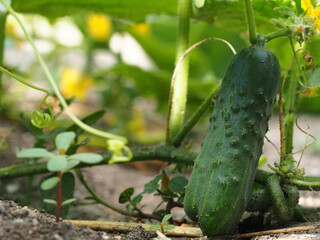 Green organic cucumber growing in the garden in the open ground on an eco-farm. Close-up of a green cucumber fruit. Growing vegetables. Cucumber in the garden- macro photo