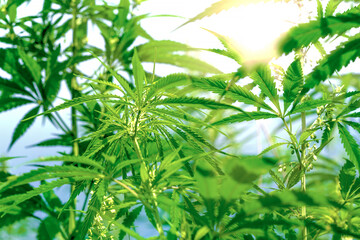 Large leaves and buds of cannabis. Hemp bush and empty space for text