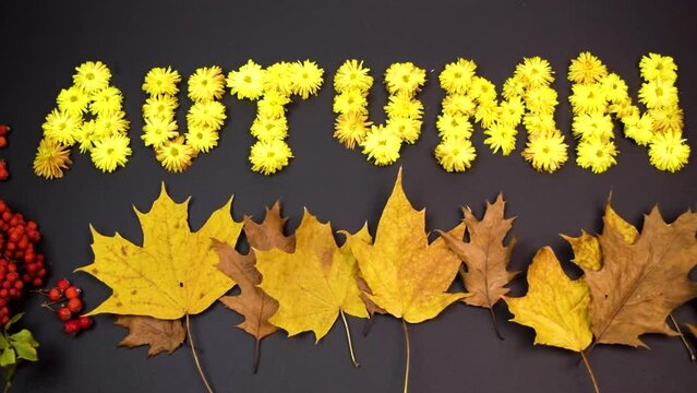 Word Autumn made of yellow heads of chrysanthemums flowers. Autumn maple leaves are flying in the wind. Bunches of red rowan berries on black background. Fall. Flat lay. Copy space.