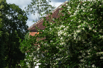 White flowers and green leaves of a jasmine bush on the background of a house with a tiled roof . High quality photo