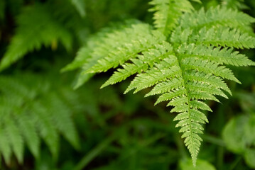 Green fern leaf close up forest natural blurred background