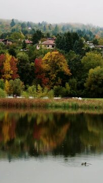 A view of Pancharevo lake on a rainy autumn day with a duck
