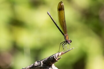 Caballito del Diablo Posado en rama rota cerca del Rio Serpis a su paso por Lorxa, Espa&ntilde;a