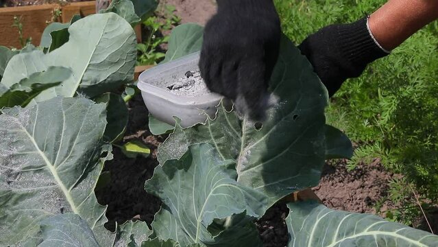 A person with cabbage in the garden on the bed processes agricultural plants with mineral fertilizer the concept of protection and care of vegetable crops clip close up