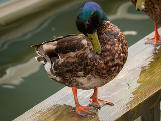 duck on the pier