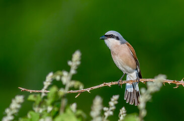 Red-backed shrike (Lanius collurio) male perched on thorny bramble bush