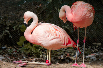 Pink flamingo in the zoo