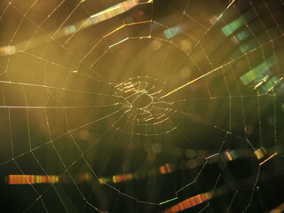 Spider web with eye in the centre and late summer / autumn background