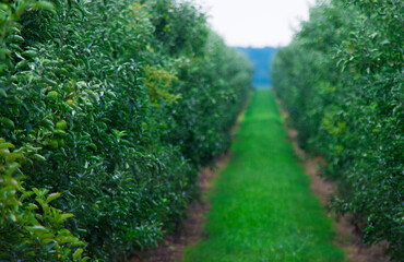 Fototapeta premium Photos of a green orchard with apples