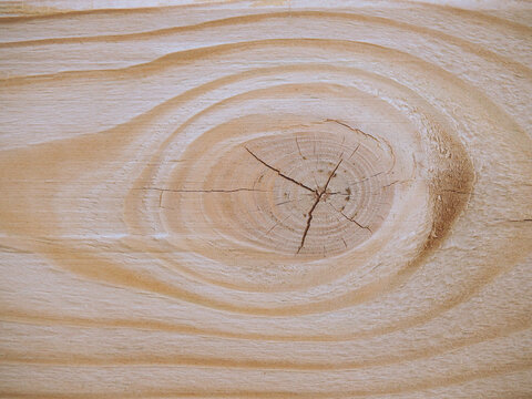 Ruptured knar with circle  growth ring of the tree. Wooden background.