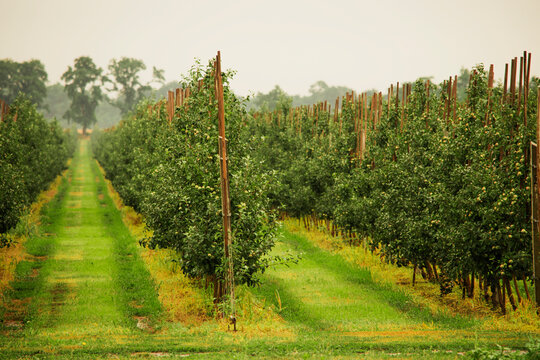 Photos of a green orchard with apples