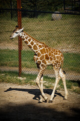 young giraffe in the zoo walking