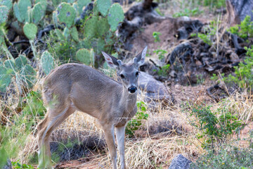 Naklejka na ściany i meble Male Coues whitetail deer, Odocoileus virginianus couesi, a young buck with velvet on his antlers foraging for food in the Sonoran Desert north of Tucson, Arizona, USA.