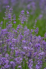 Obraz premium Lavender (Lavandula) Used in medicine, cosmetics and aromatherapy; has anti-inflammatory, antiseptic and repellent effects. The species is widely used in gastronomy as a spice