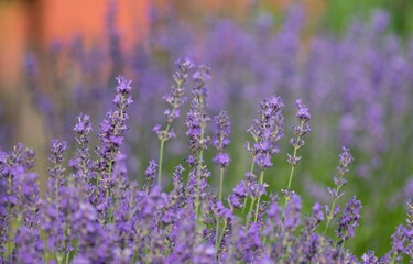 Fototapeta premium Lavender (Lavandula) Used in medicine, cosmetics and aromatherapy; has anti-inflammatory, antiseptic and repellent effects. The species is widely used in gastronomy as a spice