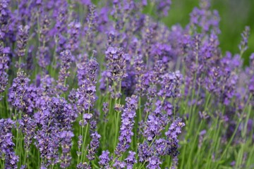 Lavender (Lavandula) Used in medicine, cosmetics and aromatherapy; has anti-inflammatory, antiseptic and repellent effects. The species is widely used in gastronomy as a spice