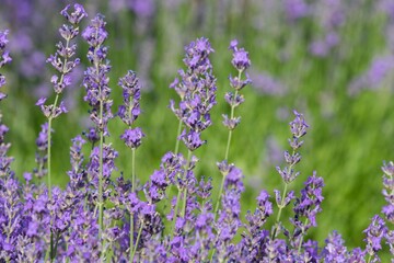 Naklejka premium Lavender (Lavandula) Used in medicine, cosmetics and aromatherapy; has anti-inflammatory, antiseptic and repellent effects. The species is widely used in gastronomy as a spice
