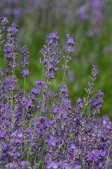 Lavender (Lavandula) Used in medicine, cosmetics and aromatherapy; has anti-inflammatory, antiseptic and repellent effects. The species is widely used in gastronomy as a spice