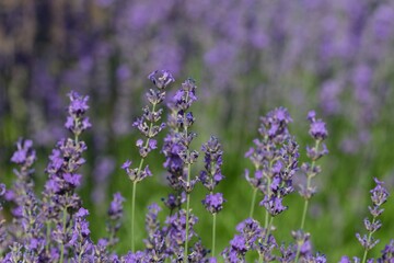 Obraz premium Lavender (Lavandula) Used in medicine, cosmetics and aromatherapy; has anti-inflammatory, antiseptic and repellent effects. The species is widely used in gastronomy as a spice
