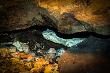 A snake in a cave
