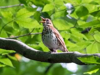 bird on branch