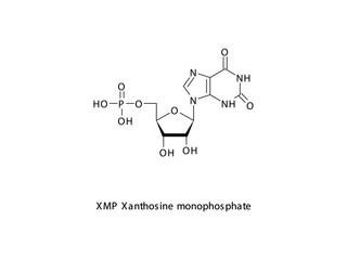 XMP Xanthosine monophosphate Nucleotide molecular structure on white background. DNA and RNA building block - nitrogenous base, sugar and phosphate.