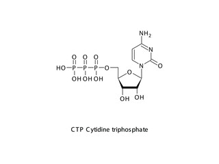 CTP Cytidine triphosphate Nucleoside molecular structure on white background. DNA and RNA building block - nitrogenous base, sugar and phosphate.