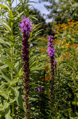 flowers in the garden