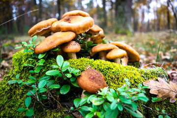 Beautiful cluster of honey mushrooms has grown among green moss and blueberry bushes against the backdrop of an autumn forest.