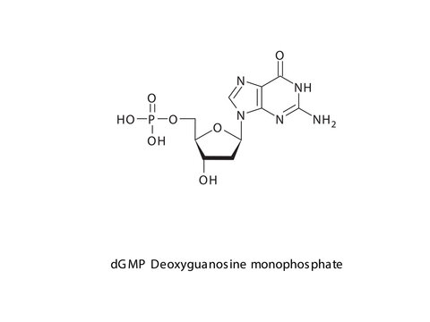 dGMP Deoxyguanosine monophosphate Nucleotide molecular structure on white background. DNA and RNA building block - nitrogenous base, sugar and phosphate.