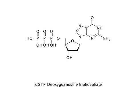 dGTP Deoxyguanosine triphosphate Nucleoside molecular structure on white background. DNA and RNA building block - nitrogenous base, sugar and phosphate.