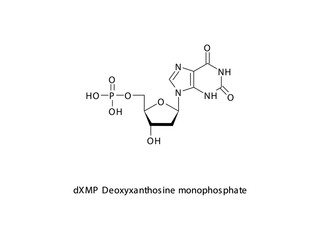 dXMP Deoxyxanthosine monophosphate Nucleotide molecular structure on white background. DNA and RNA building block - nitrogenous base, sugar and phosphate.