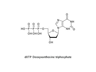 dXTP Deoxyxanthosine triphosphate Nucleoside molecular structure on white background. DNA and RNA building block - nitrogenous base, sugar and phosphate.