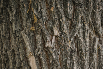 Willow bark Wooden texture. Fragment of tree trunk with bark. Embossed creative pattern of the brown bark of a willow tree.