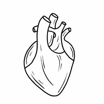 Human heart in doodle style. Sketch hand drawn vector illustration.