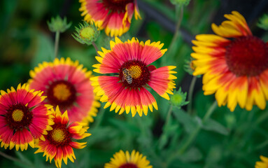 Nice summer yellow and red flowers with bee at sunny evening, macro nature and flora
