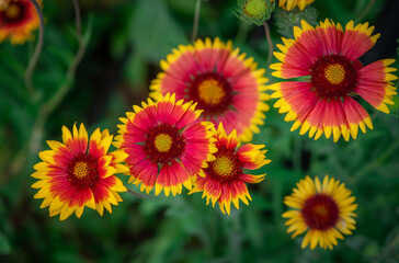 Nice summer yellow and red flowers with bee at sunny evening, macro nature and flora